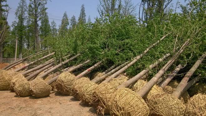 半岛体育沂蒙山花卉苗木种植拓宽农民致富路(图3)