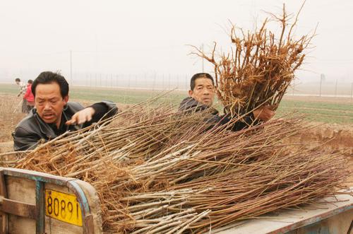 半岛体育沂蒙山花卉苗木种植拓宽农民致富路(图5)