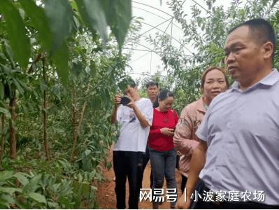 半岛(中国)体育·官方网站小波李子苗基地迎来云南客户考察晚熟李子苗(图2)