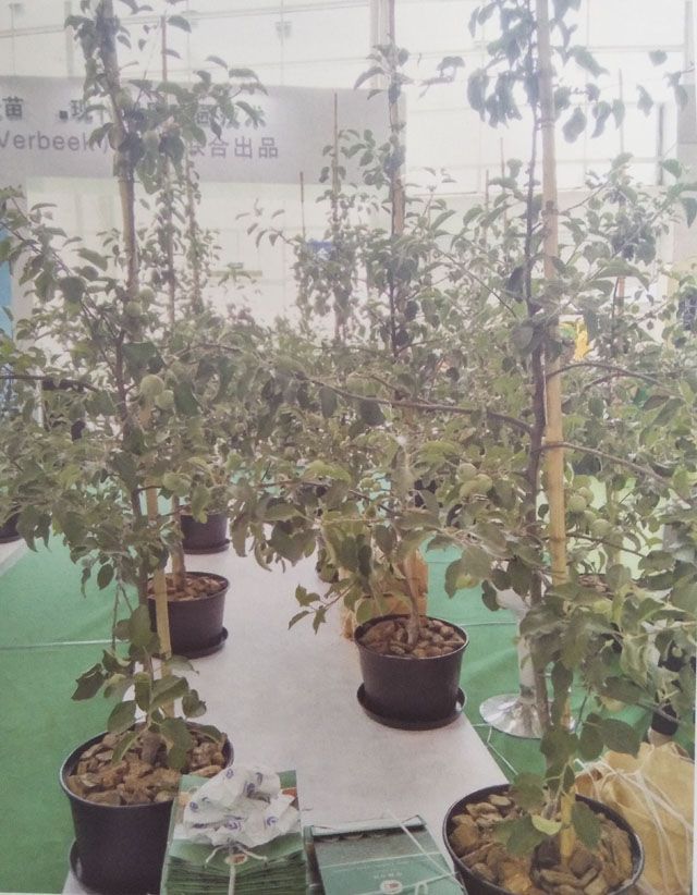 半岛体育【深度解读】烟台果树苗木产业发展现状、存在问题及建议！(图7)