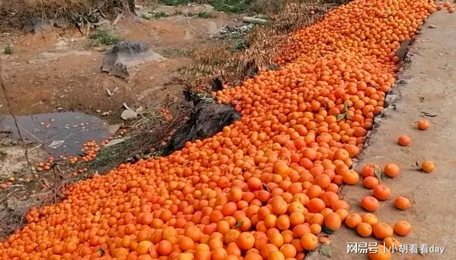 半岛体育实拍广西大量沃柑倒在路边一片橙色村民透露原因(图1)