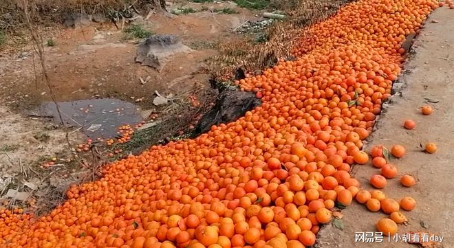 半岛体育实拍广西大量沃柑倒在路边一片橙色村民透露原因(图4)