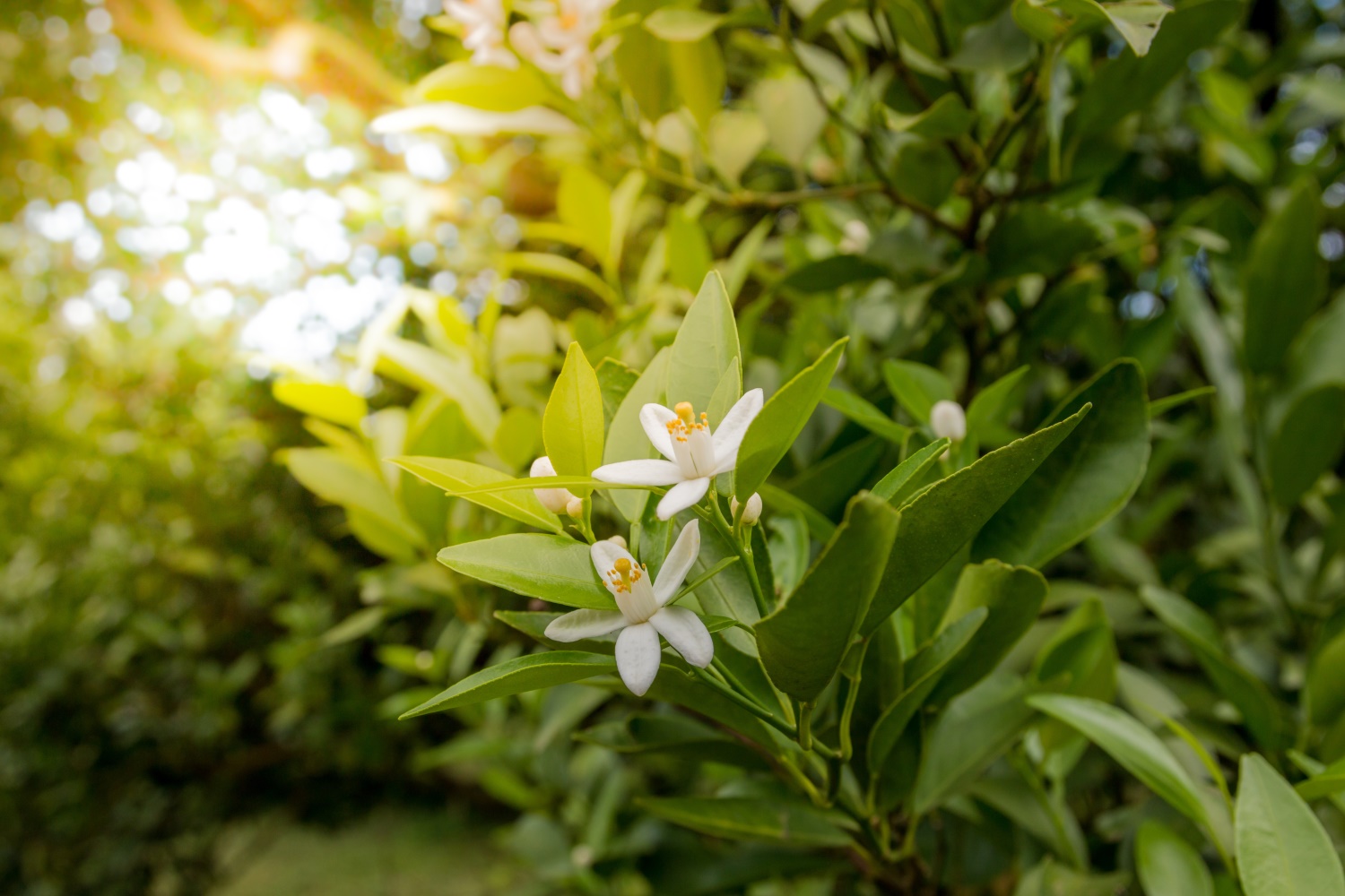 半岛体育桔子花的花语(图1)