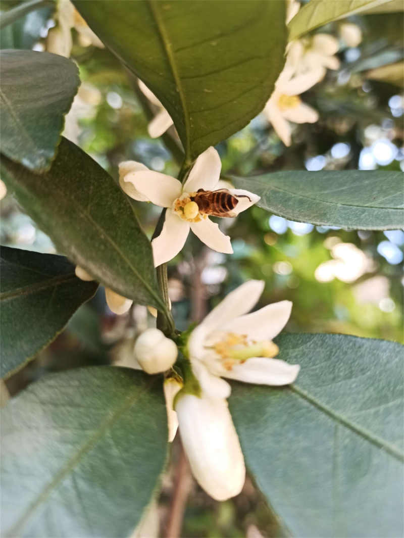 半岛体育桔子花的花语(图3)