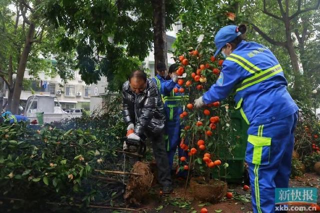 半岛体育广州：35568吨废弃年花年桔实现回收利用(图1)