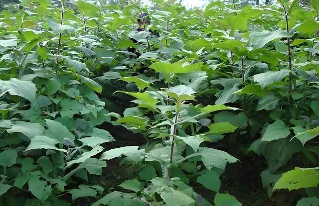 半岛(中国)体育·官方网站雪莲果几月种植最好雪莲果怎么种植哪些地方适合种植？(图1)