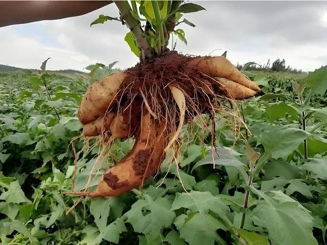 半岛(中国)体育·官方网站雪莲果几月种植最好雪莲果怎么种植哪些地方适合种植？(图4)