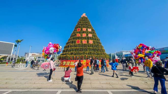 半岛体育佛山｜破世界纪录由1138盆、16层寓意“大吉大利”的年桔树(图1)