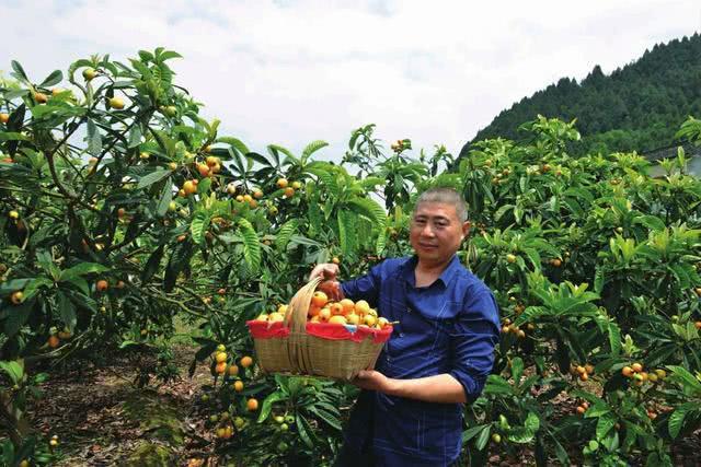 半岛体育为啥种的枇杷树不结果这和公母植株有关吗？果农要看一看(图4)