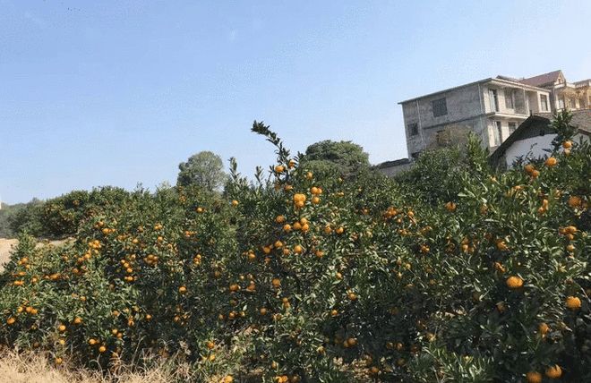 半岛(中国)体育·官方网站月月有花季季有果易家河靠着种植柑桔打开了全新的局面(图5)