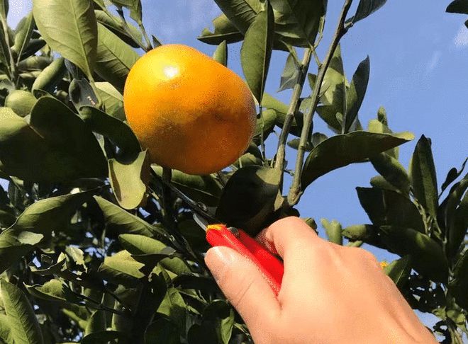 半岛(中国)体育·官方网站月月有花季季有果易家河靠着种植柑桔打开了全新的局面(图7)