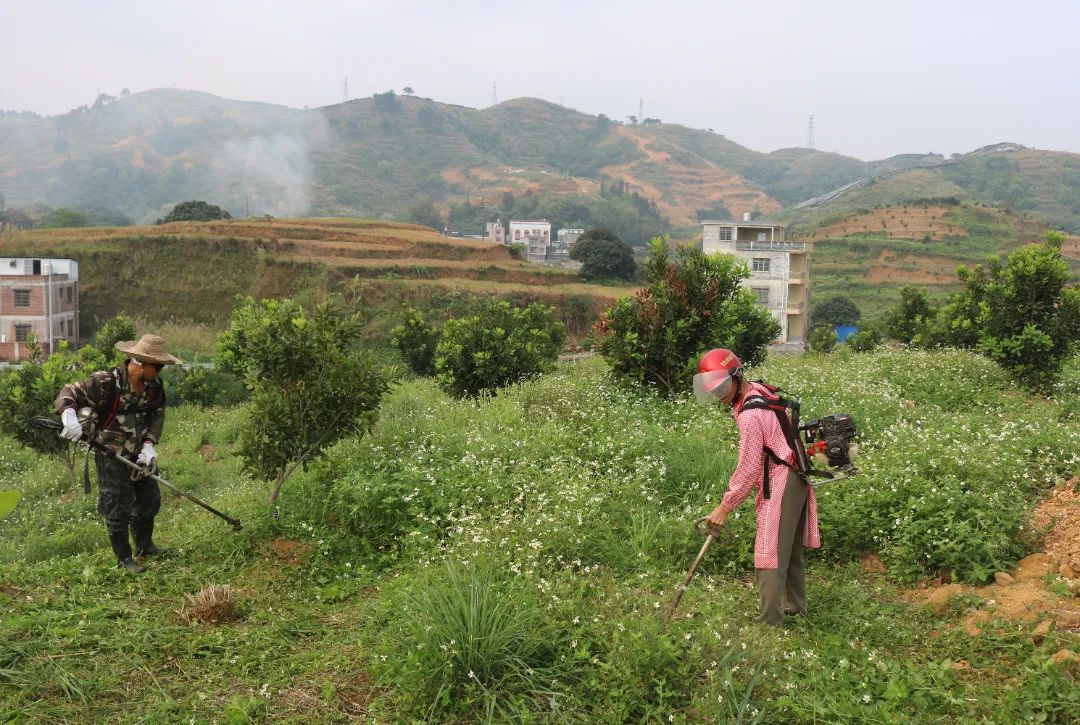 半岛(中国)体育·官方网站强化党建领航赋能集体经济——马山镇澳洲坚果开出致富希望(图3)