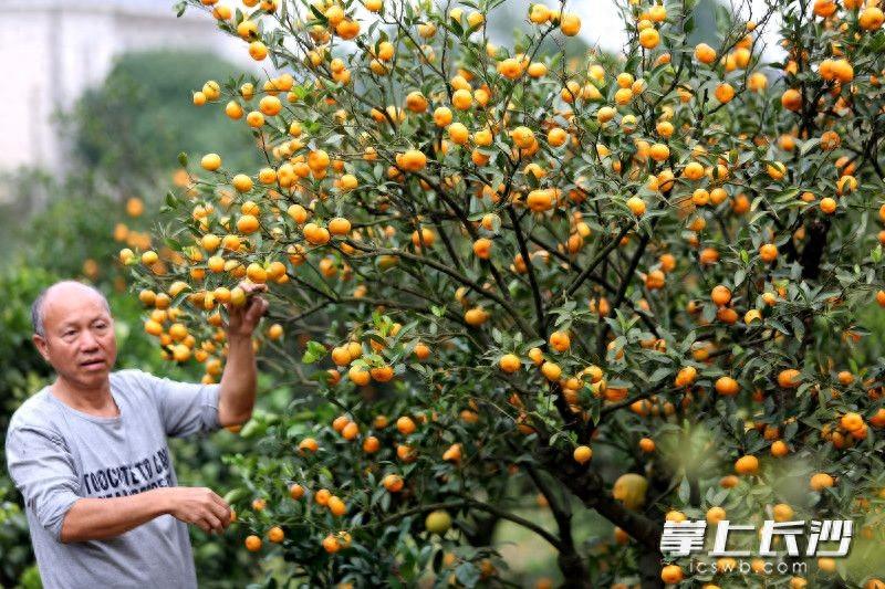 半岛体育宁乡左家山村的橘子销售遇阻村民盼网友帮一把(图1)