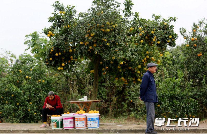 半岛体育宁乡左家山村的橘子销售遇阻村民盼网友帮一把(图4)