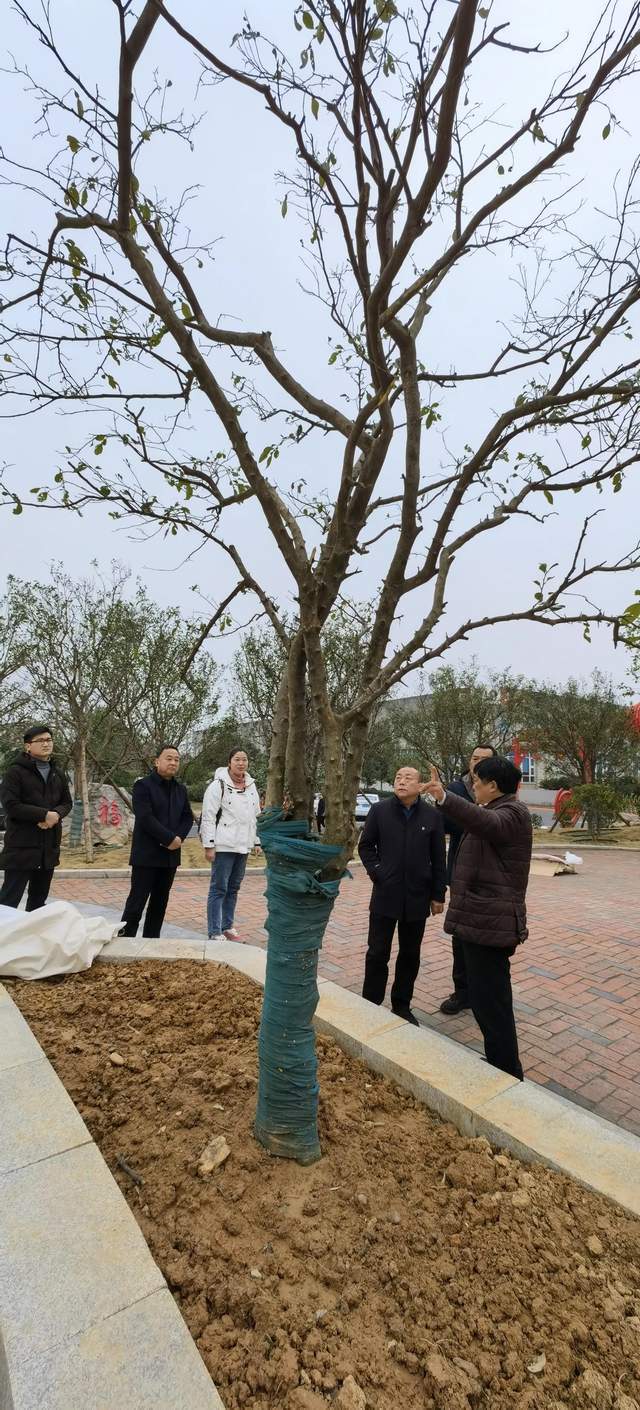 半岛(中国)体育·官方网站湖北宜昌：三百岁古老野柑橘移民橘醋庄园价值不可估量(图3)