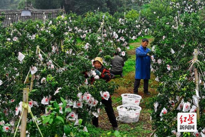 半岛(中国)体育·官方网站“小县城果王”的桔橙人生：如此种果四十年 农民长成记(图3)