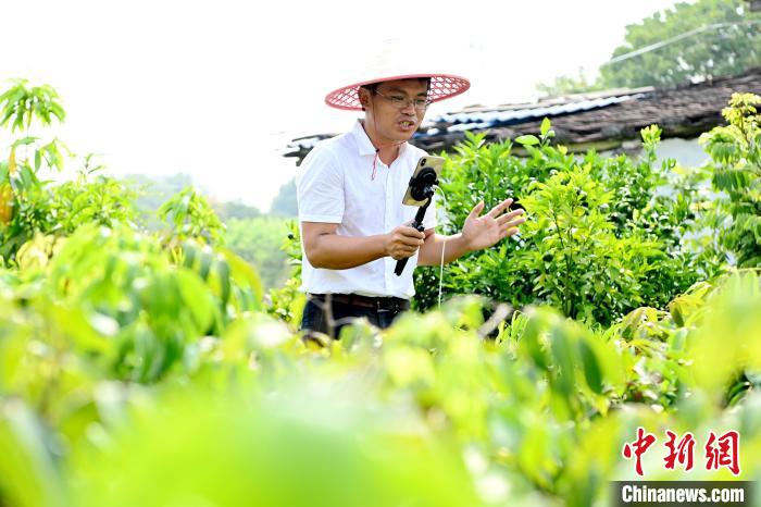 半岛(中国)体育·官方网站“新农人”直播拓销路 “百年果苗村”引进国内外良种(图3)