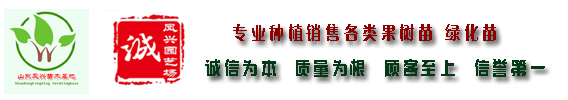 半岛体育国光苹果苗批发厂家联系方式(图5)