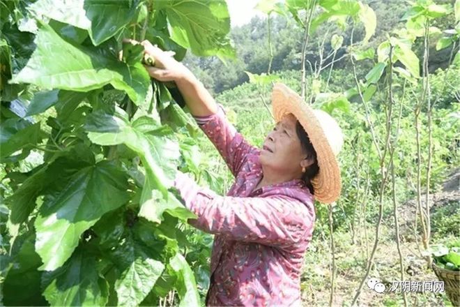 半岛体育【头条】绿叶银丝牵初心——汉阴县五坪村蚕桑产业发展侧记(图4)