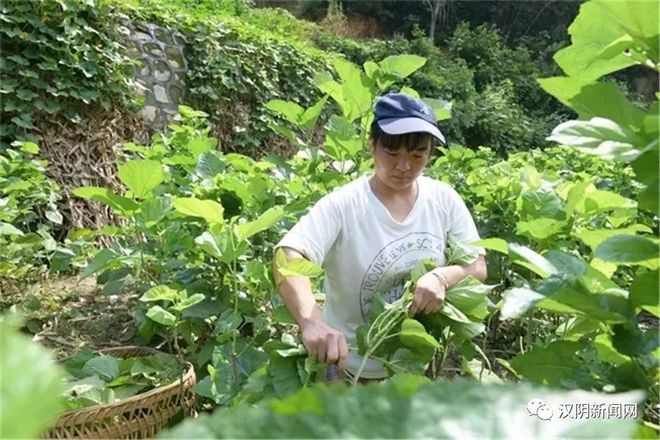 半岛体育【头条】绿叶银丝牵初心——汉阴县五坪村蚕桑产业发展侧记(图3)