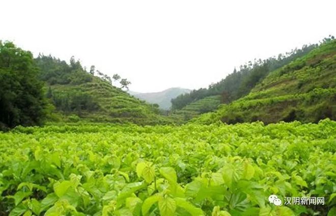 半岛体育【头条】绿叶银丝牵初心——汉阴县五坪村蚕桑产业发展侧记(图8)