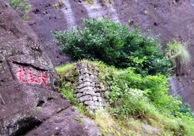 半岛体育我国3棵“贵族名树”：1棵投保1亿1棵配警卫1棵地球独子(图4)