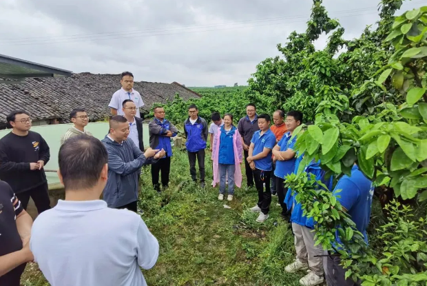 半岛体育龙蟒大地农技小院柑橘技术研学会顺利举办！(图3)