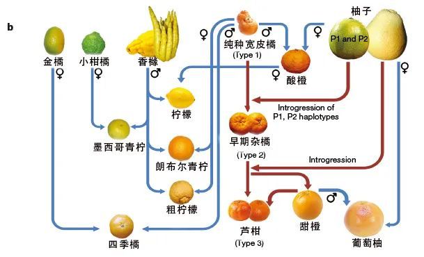 半岛体育【科普】原来丑橘不是橘子！柑橘家族混乱又甜蜜(图2)