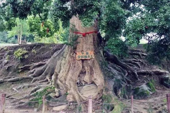 半岛(中国)体育·官方网站中国最贵的三棵树一棵配有警卫一棵投保1个亿还有一棵…(图9)