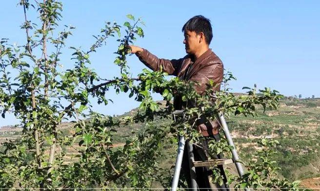 半岛体育鲜甜！开年好味水果广西沃柑树上熟；象山青底部带铜钱印；甘肃静宁苹果满身荣(图15)