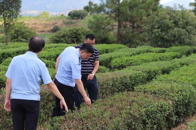 半岛体育【护航二十大】你们种好苗木我们保驾护航(图2)