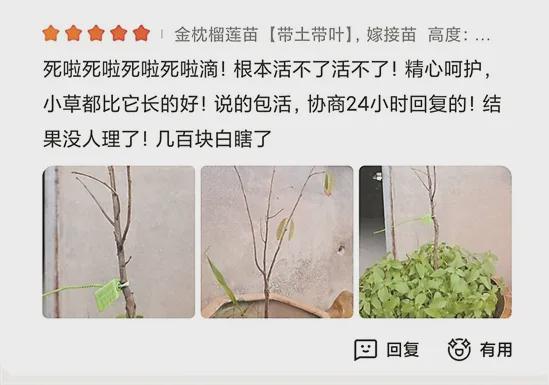 半岛体育广东也能种榴莲？有人买树苗自己种结果……(图2)