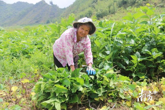 半岛体育阳山江英：桑蚕养殖带动群众增收致富(图1)