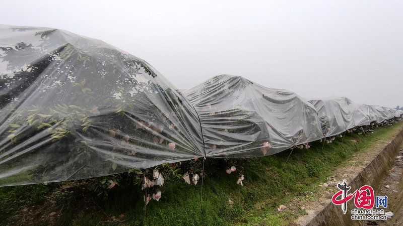 半岛体育眉山市东坡区：老产区如何持续迸发新活力？(图1)