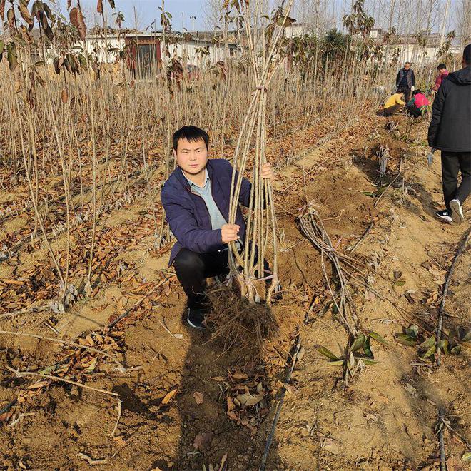 半岛(中国)体育·官方网站蜜露樱桃树苗早熟品种、果实口感脆甜耐运输的品种(图2)