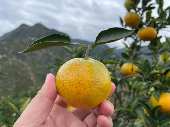 半岛体育天越冷越甜！老树涌泉蜜桔终于甜到位口感比去年好嚼着全是水(图1)