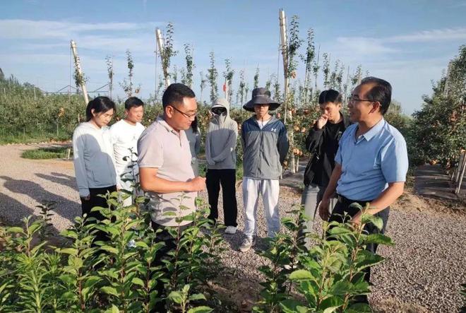 半岛体育西北农林科技大学、甘肃农业大学相关专家团队入驻灵台苹果“两个试验示范中心(图3)