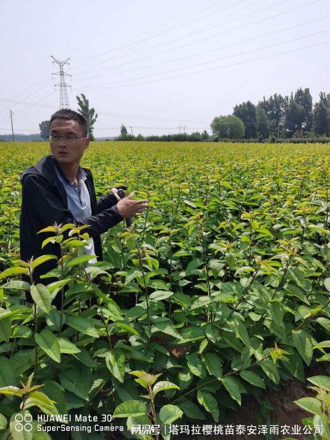 半岛体育火箭樱桃树苗品种特点介绍 吉塞拉12号砧木火箭樱桃苗价格(图1)