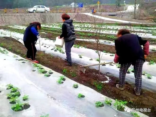 半岛体育彭州也产耙耙柑！润林社区走出一条“甜蜜”致富路(图3)