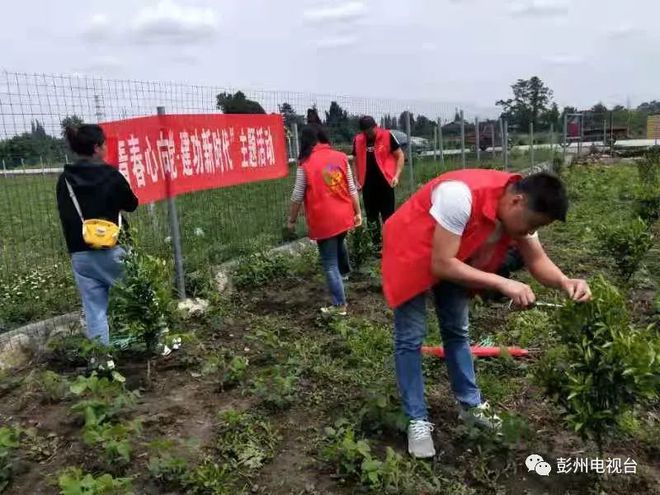 半岛体育彭州也产耙耙柑！润林社区走出一条“甜蜜”致富路(图6)