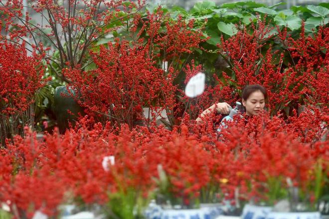 半岛(中国)体育·官方网站丰台7大花卉市场集中连片“上新” 年宵花备货品类已达上(图4)