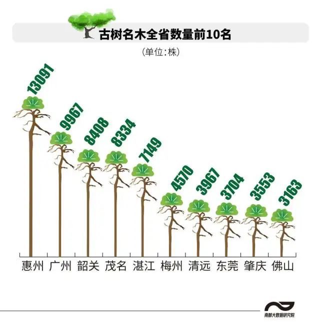 半岛(中国)体育·官方网站湛江古树名木超7000株数量居全省第五！树龄最老的是…(图3)