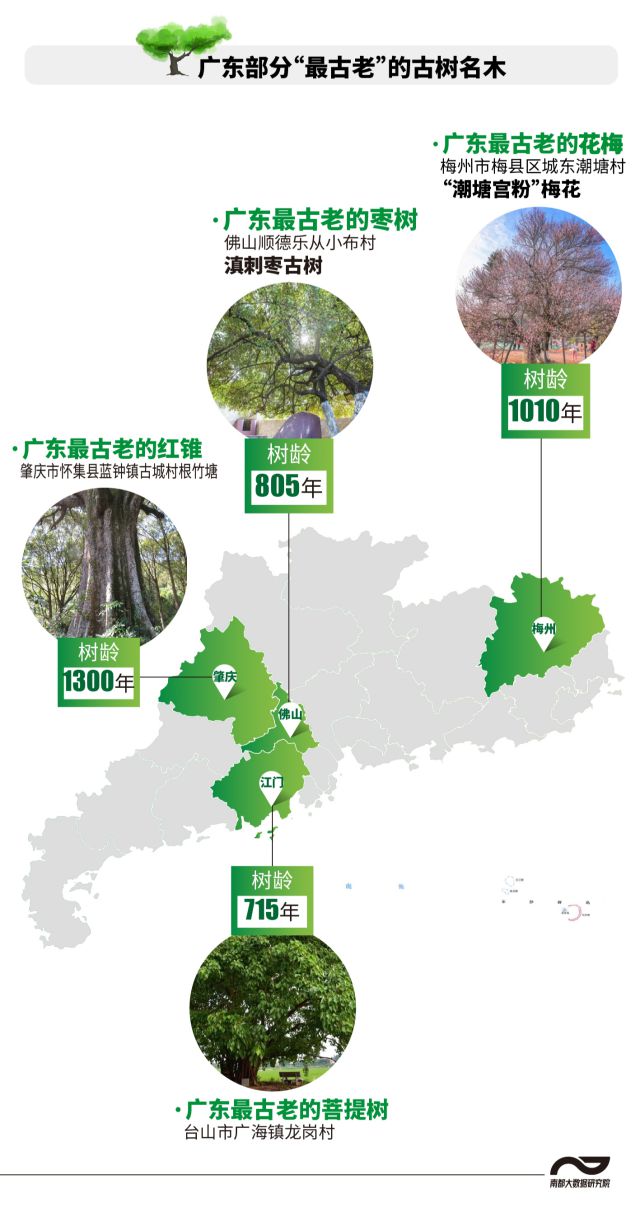 半岛(中国)体育·官方网站湛江古树名木超7000株数量居全省第五！树龄最老的是…(图5)