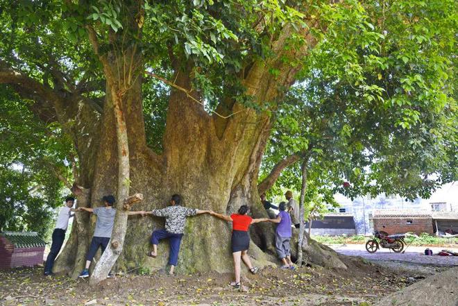 半岛(中国)体育·官方网站湛江古树名木超7000株数量居全省第五！树龄最老的是…(图7)