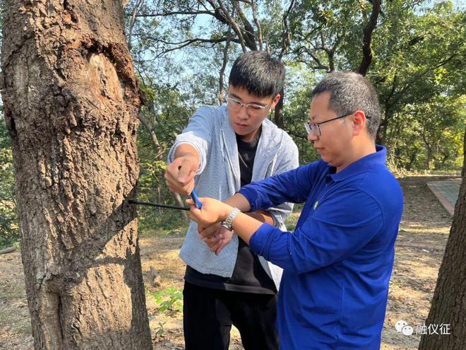 半岛体育关注！仪征疑似发现百年古树群专家采样(图1)