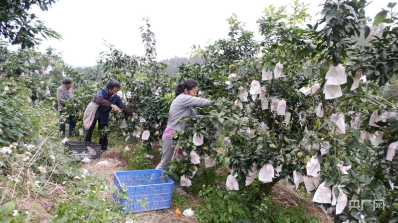 半岛体育湖南洞口：“红美人”凌寒“出阁”(图1)