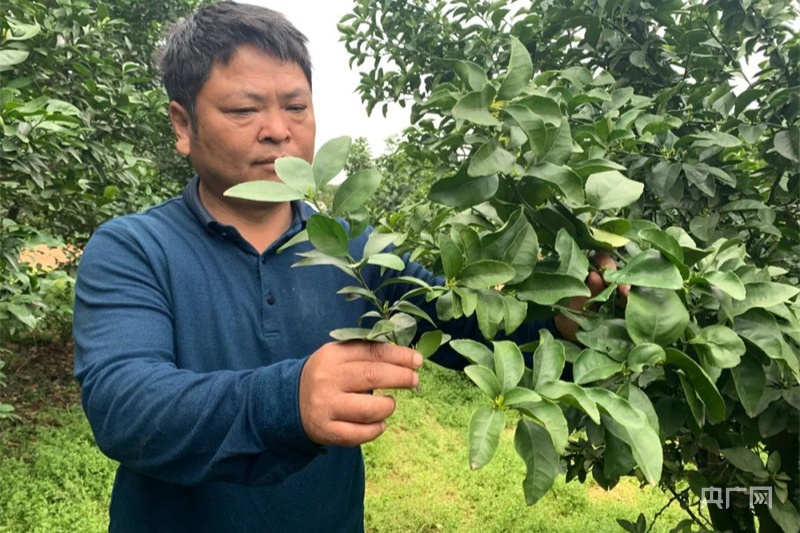 半岛体育【行走赣鄱乡村】老果农新农事 桔树排排站吃上“营养餐”(图4)