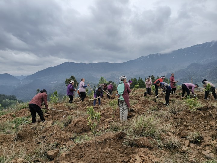 半岛(中国)体育·官方网站铜仁沿河：荒山栽植柑橘 群众笑开颜(图1)