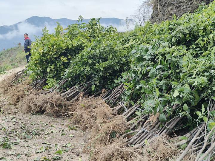 半岛(中国)体育·官方网站铜仁沿河：荒山栽植柑橘 群众笑开颜(图2)