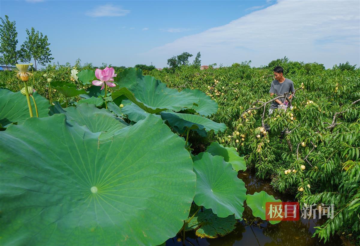 半岛体育“海归”硕士在黄陂种出斐济果：引进更多新兴品种将“吃货”进行到底(图2)